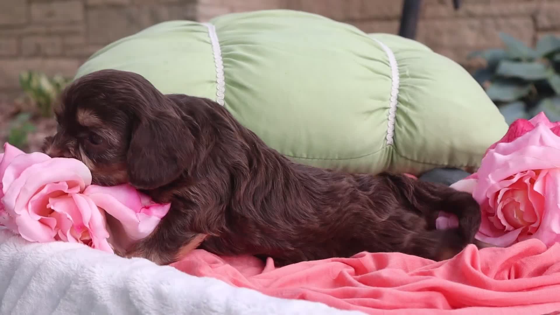 Cavapoo dogs for sale: Poem  - Video 1