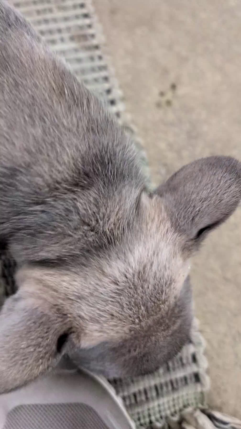 French Bulldog dogs for sale: Namor - Video 1