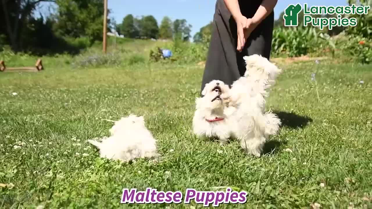 Maltese dogs for sale: Freckles - Video 1