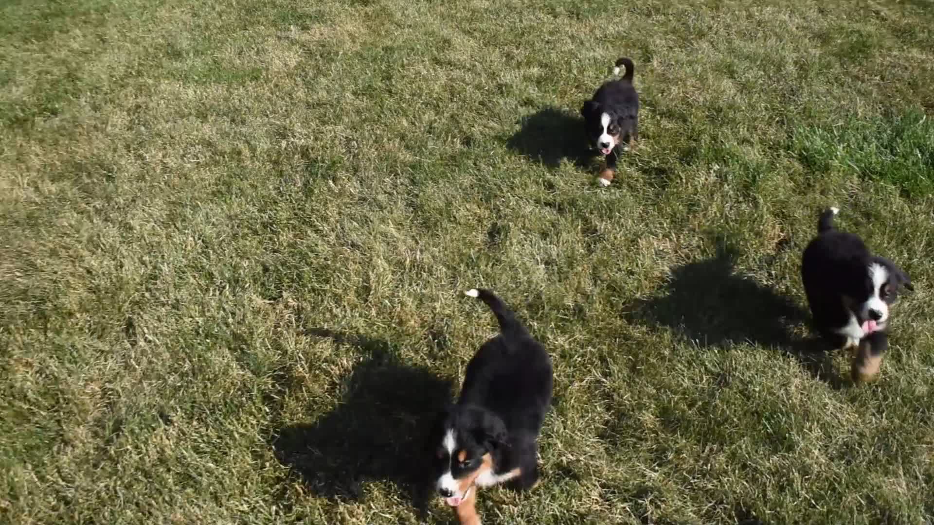 Bernese Mountain Dog dogs for sale: Toby - Video 1