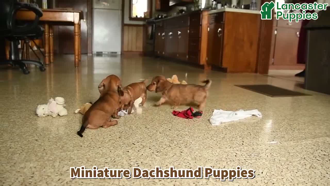 Miniature Dachshund dogs for sale: Gretel - Video 1