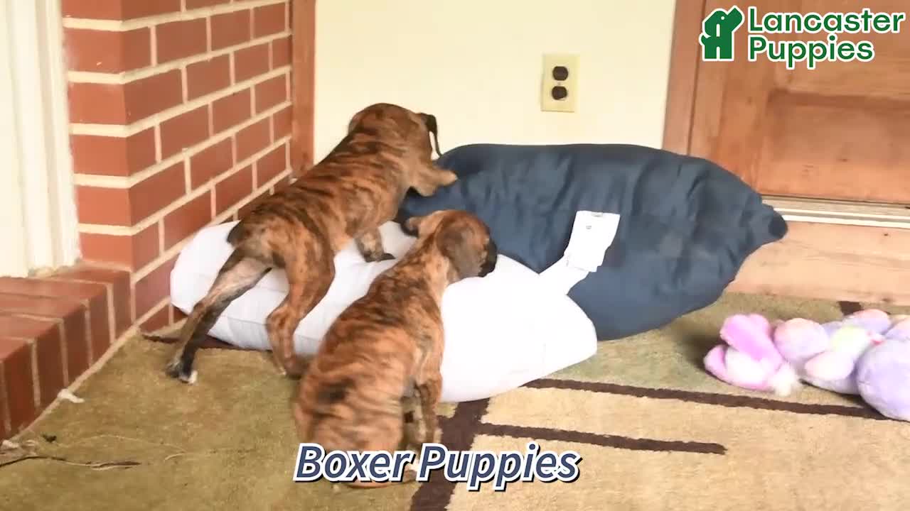 Boxer dogs for sale: Casper - Video 1