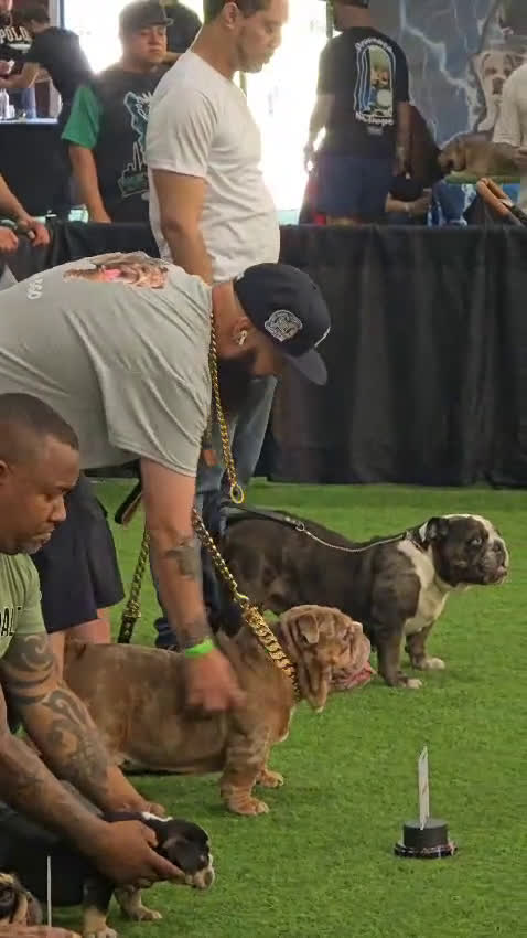 English Bulldog dogs for stud: Tyson  - Video 1
