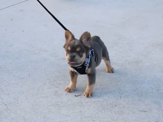 French Bulldog dogs for sale: Bryce - Video 1