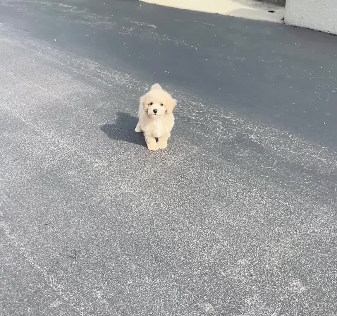 Maltipoo dogs for sale: Novelle - Video 1