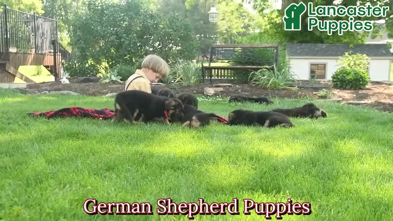 Mixed Breed dogs for sale: River  - Video 1