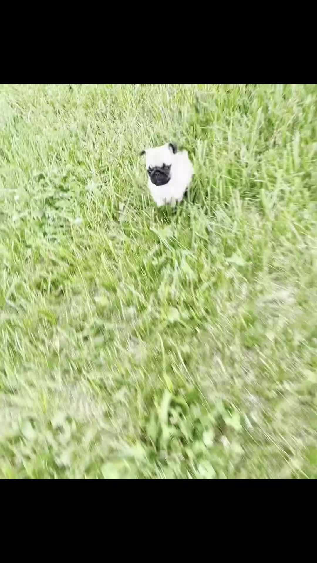 Pug dogs for sale: Carolina AKC - Video 1