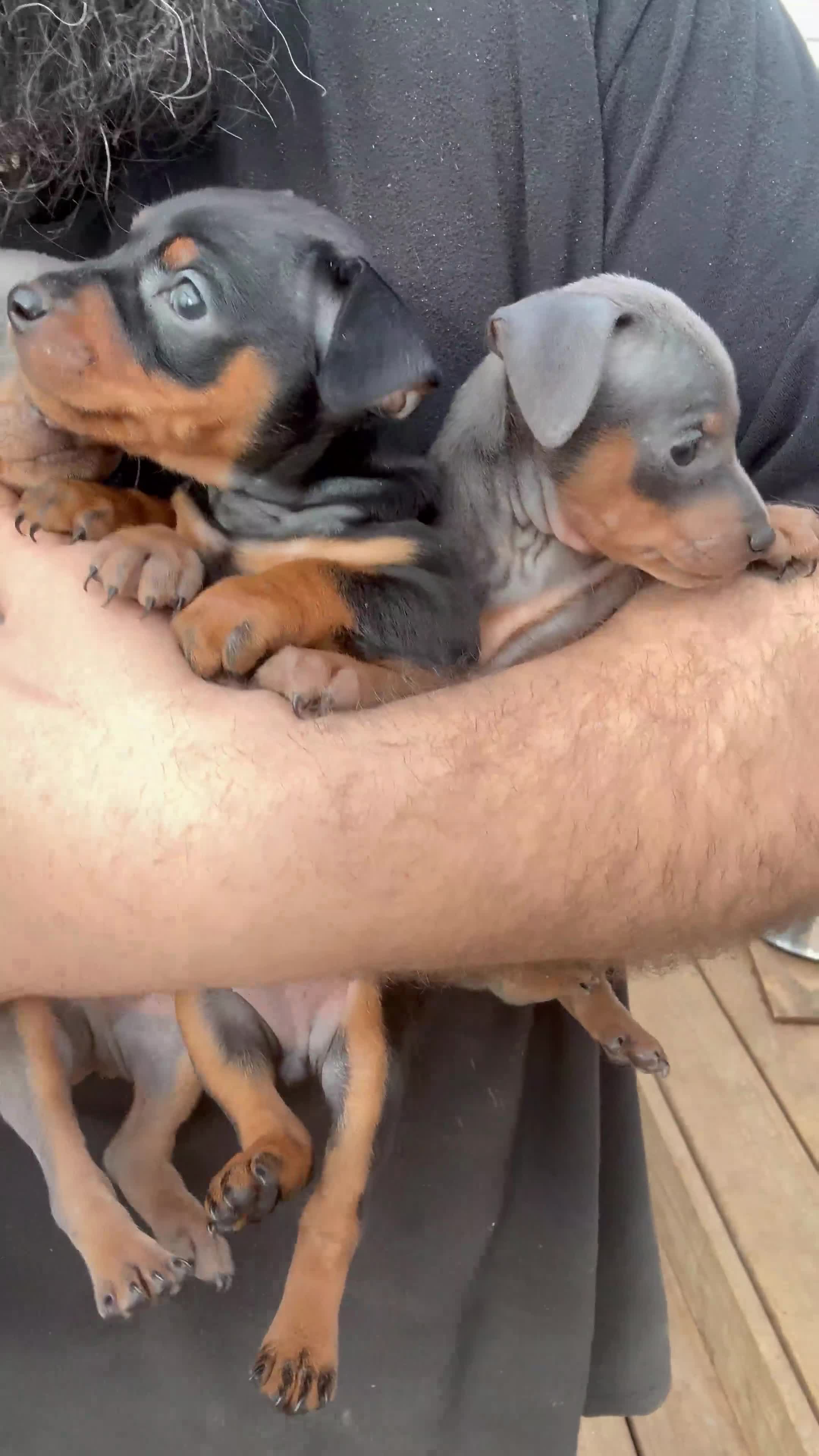 Miniature Pinscher dogs for sale: Lilah - Video 1