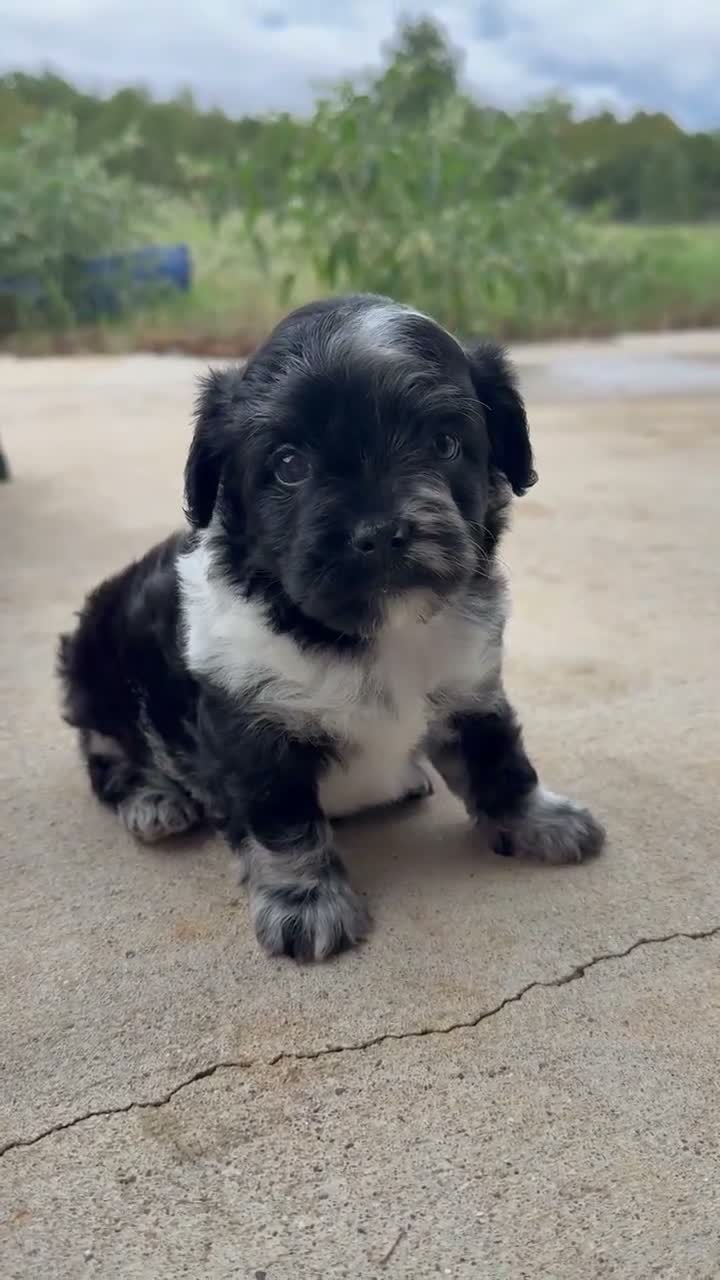 Mixed Breed dogs for sale: Tiny Tim - Video 1