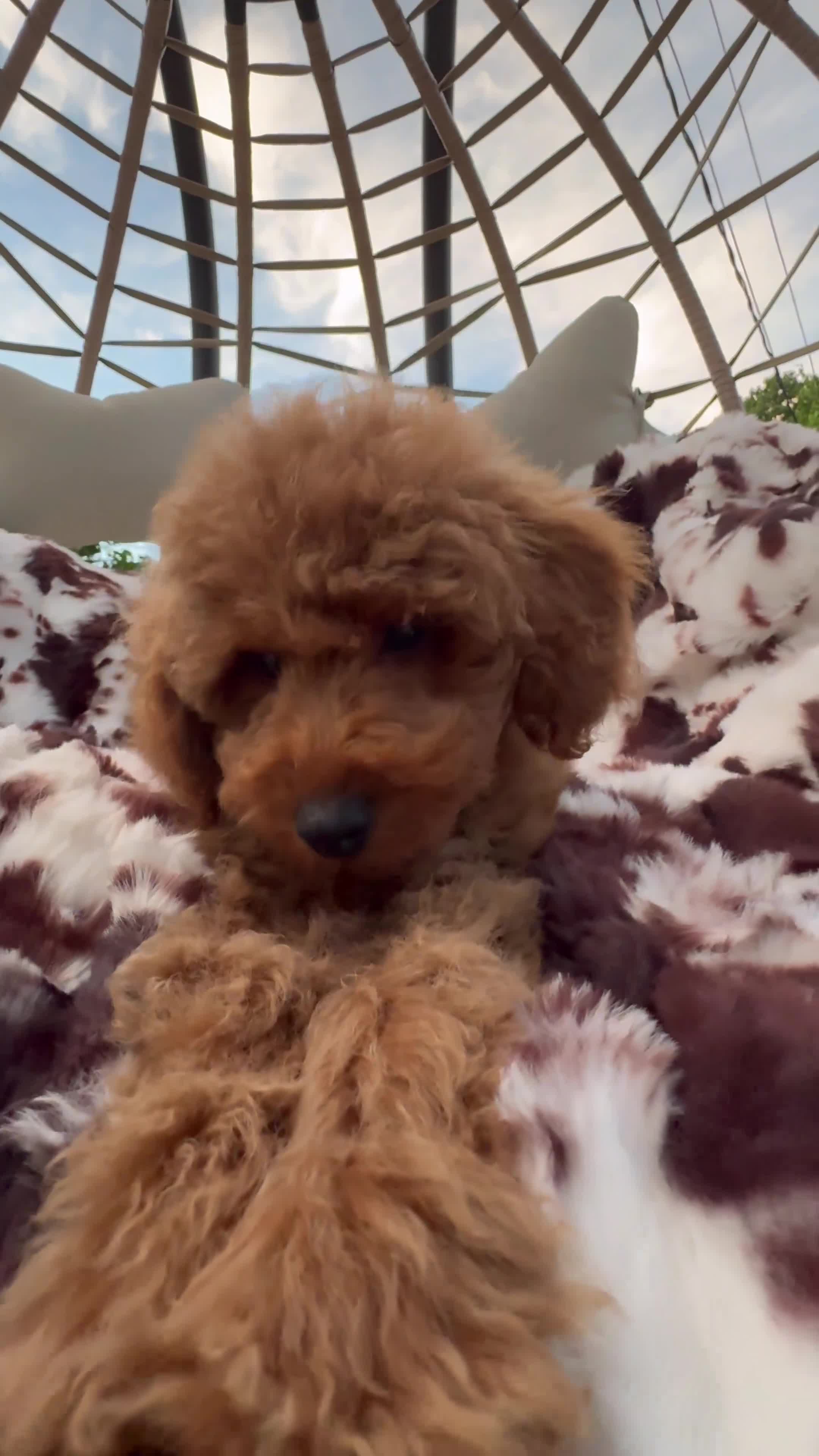 Mini Goldendoodle dogs for sale: Bryson  - Video 1