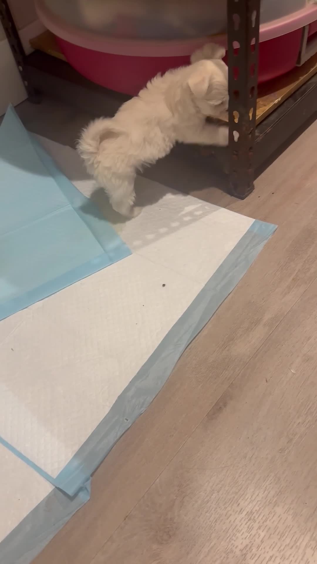 Maltipoo dogs for sale: Maltipoo Puppy 2 - Video 1