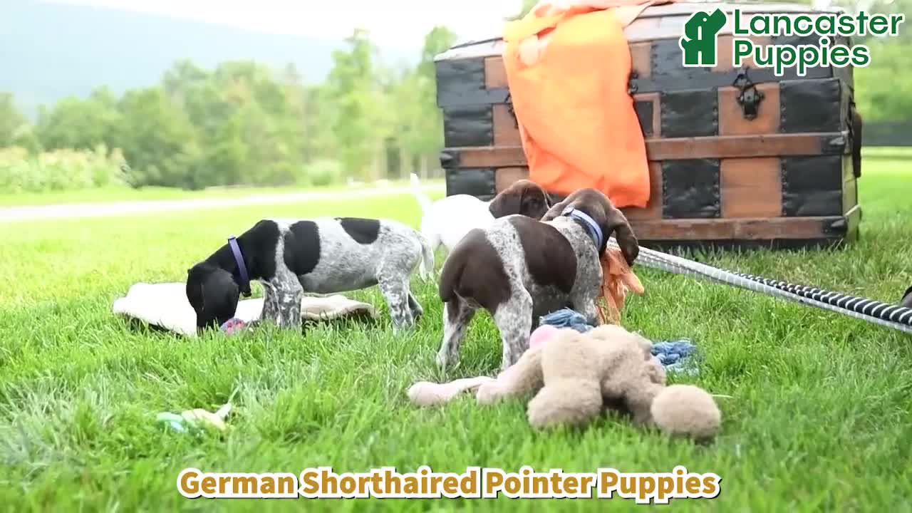 German Shorthaired Pointer dogs for sale: Ruby - Video 1