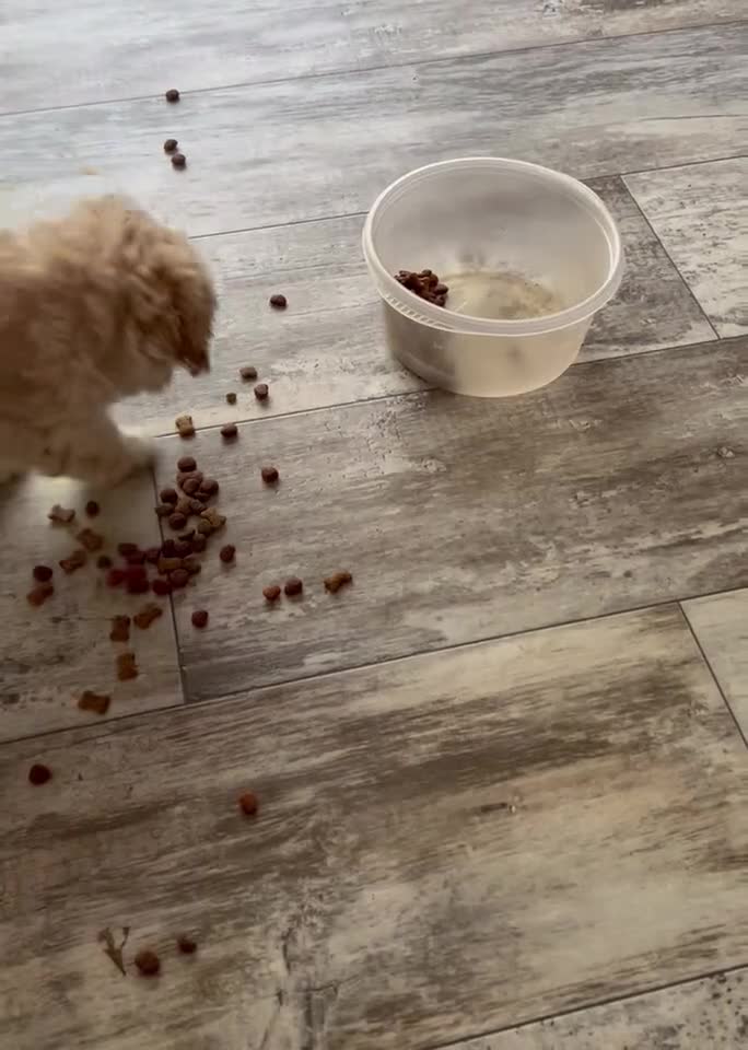 Shihpoo dogs for sale: Shihpoo Puppy 1 - Video 1