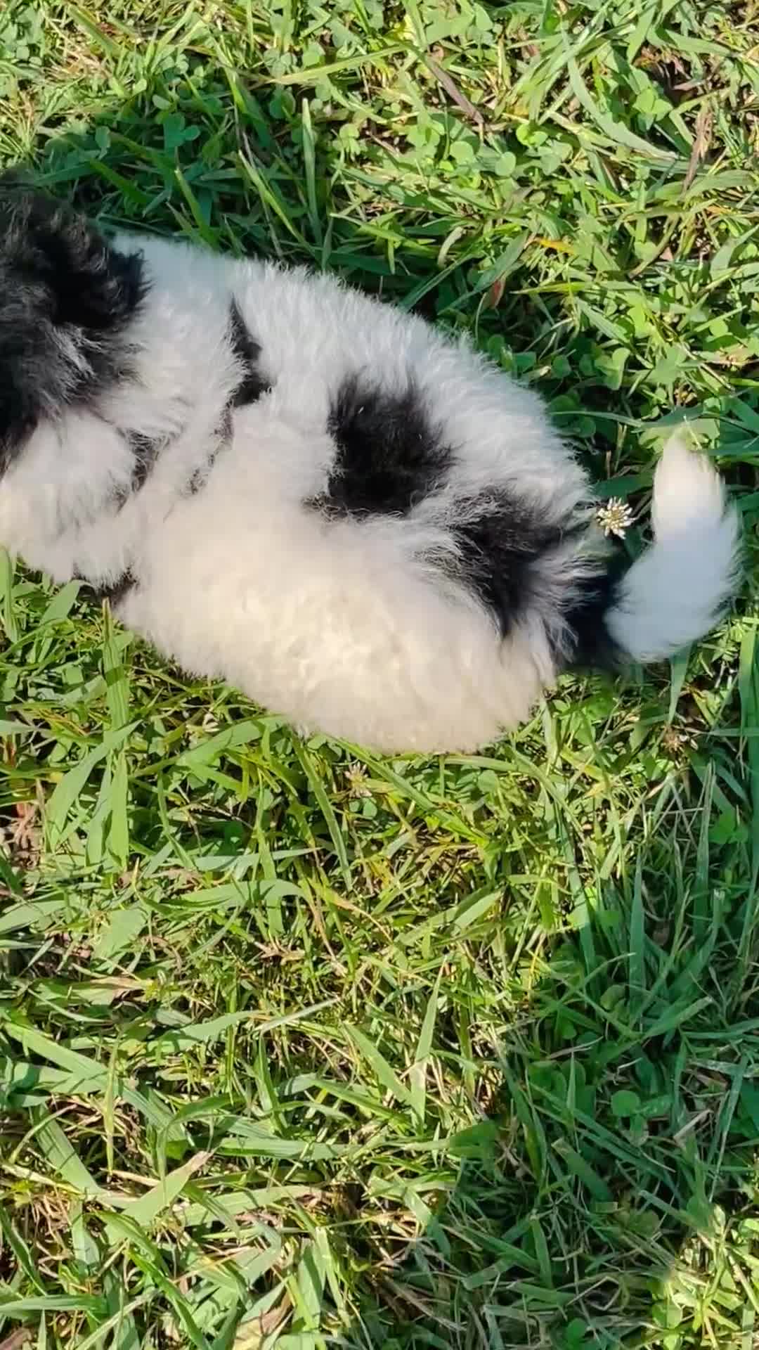 Mini Bernedoodle dogs for sale: Apollo- Mini Bernedoodle  - Video 1