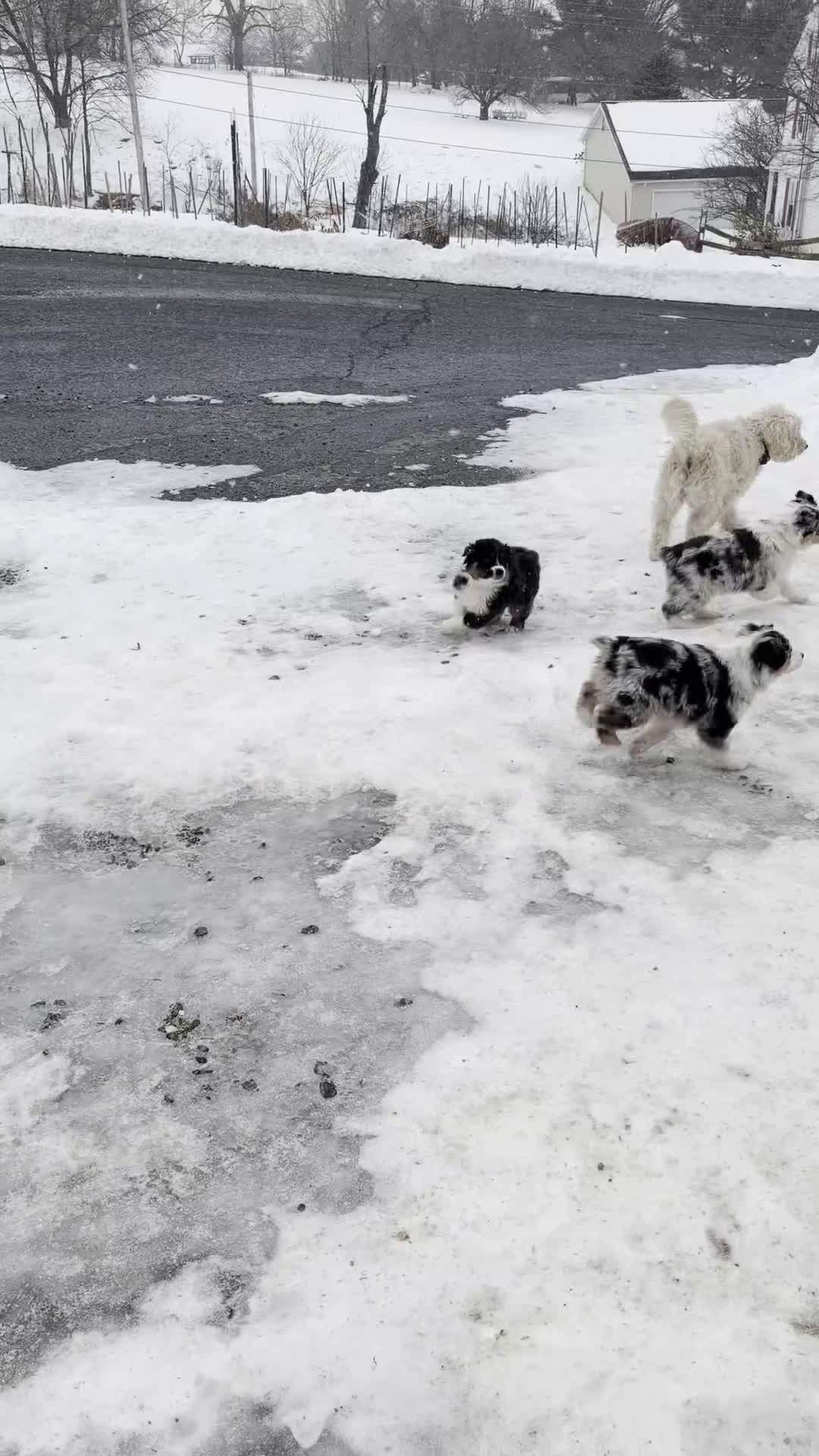 Miniature Australian Shepherd dogs for sale: Lacy - Video 1