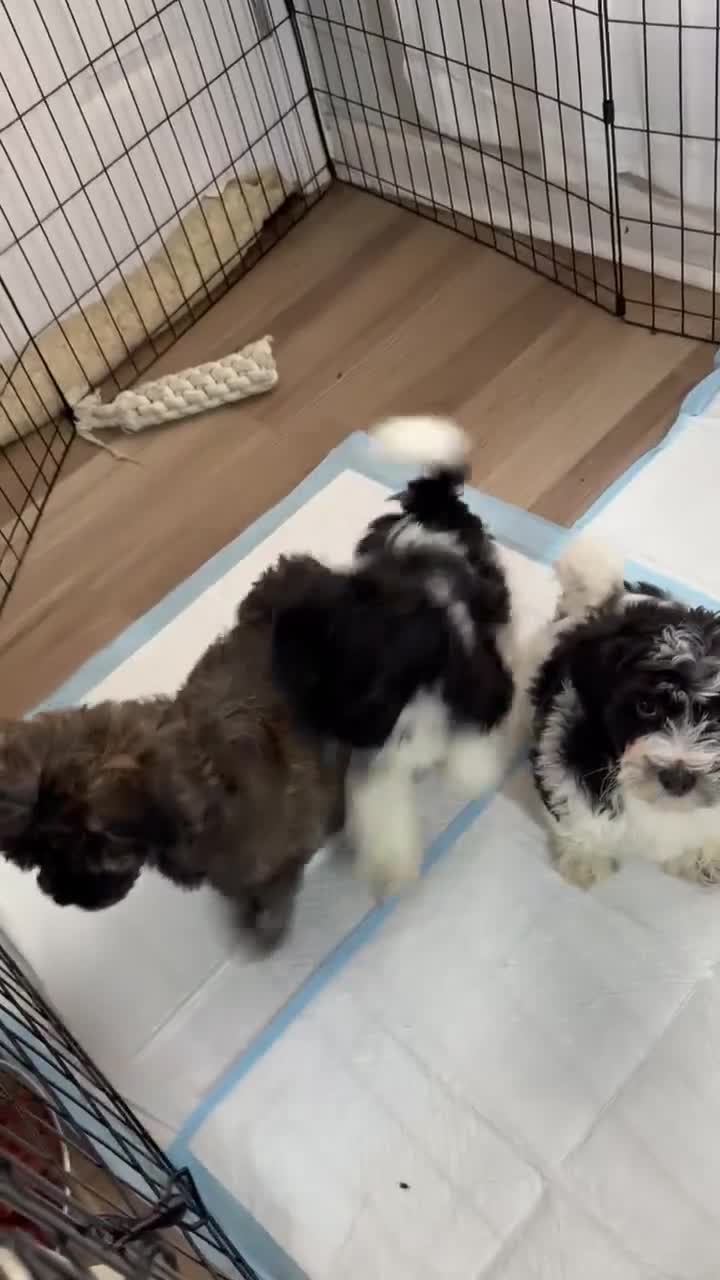 Shihpoo dogs for sale: Minnie - Video 1