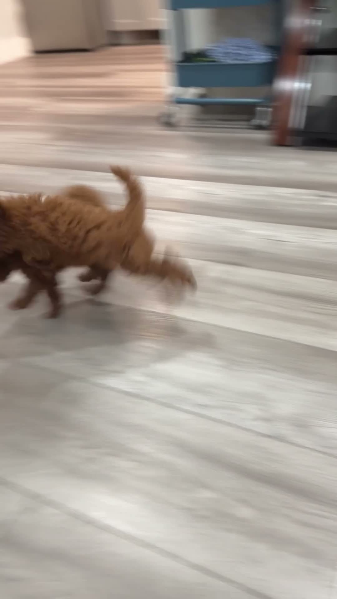 Toy Poodle dogs for sale: Teddy - Video 2
