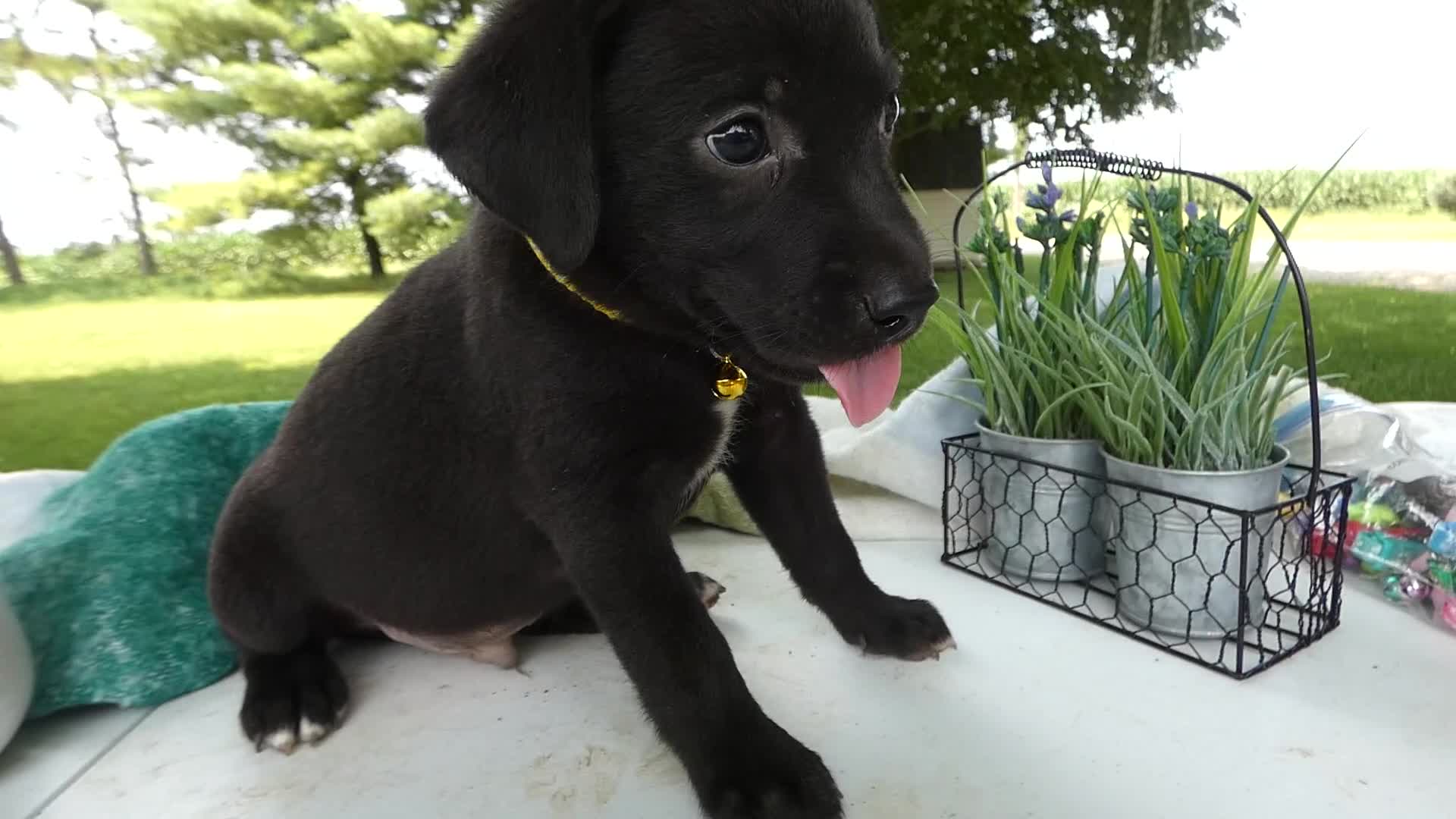 Sheprador dogs for sale: Sheprador 6 Sly - Video 1