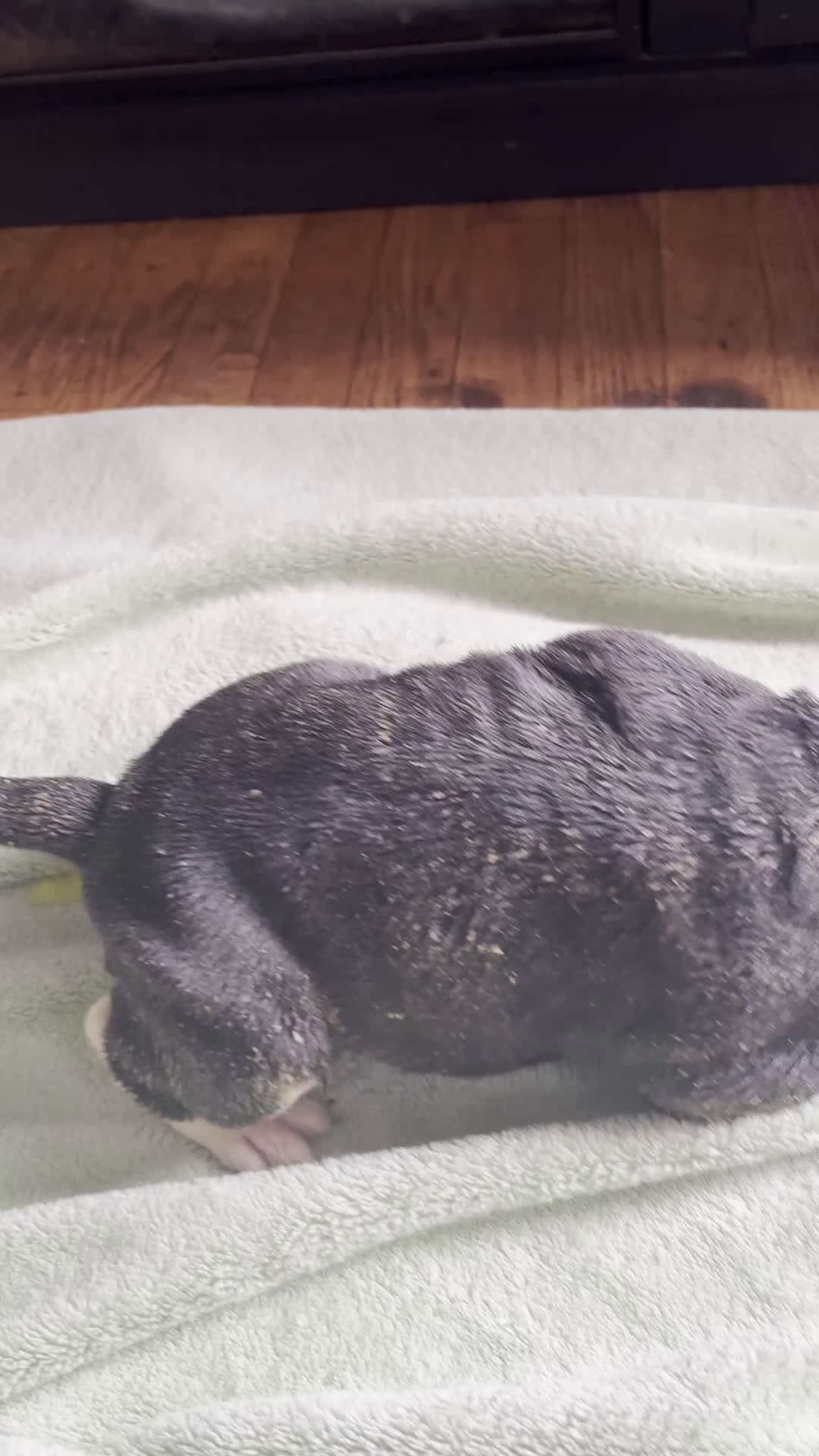 Mixed Breed dogs for sale: Jackiee Chan - Video 1