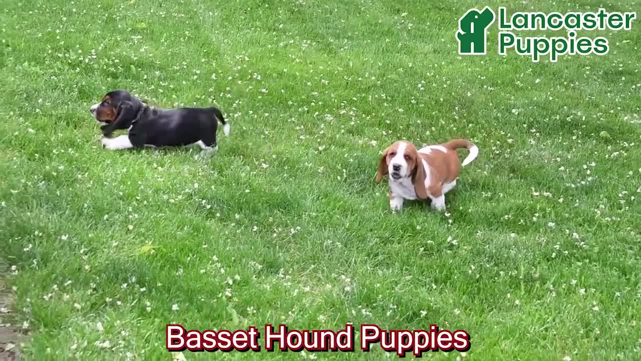 Basset Hound dogs for sale: Lilly - Video 1