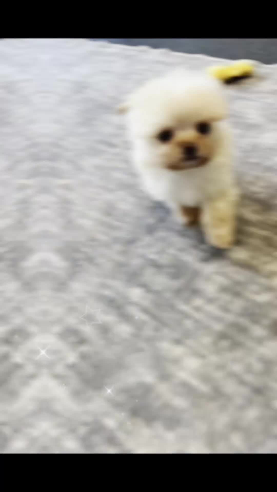 Pomapoo dogs for sale: Nugget - Video 1