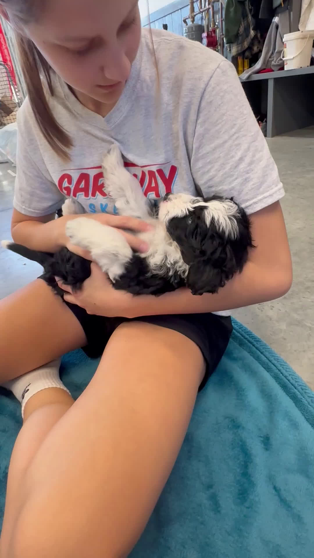 Aussiedoodle dogs for sale: Gabby  - Video 1