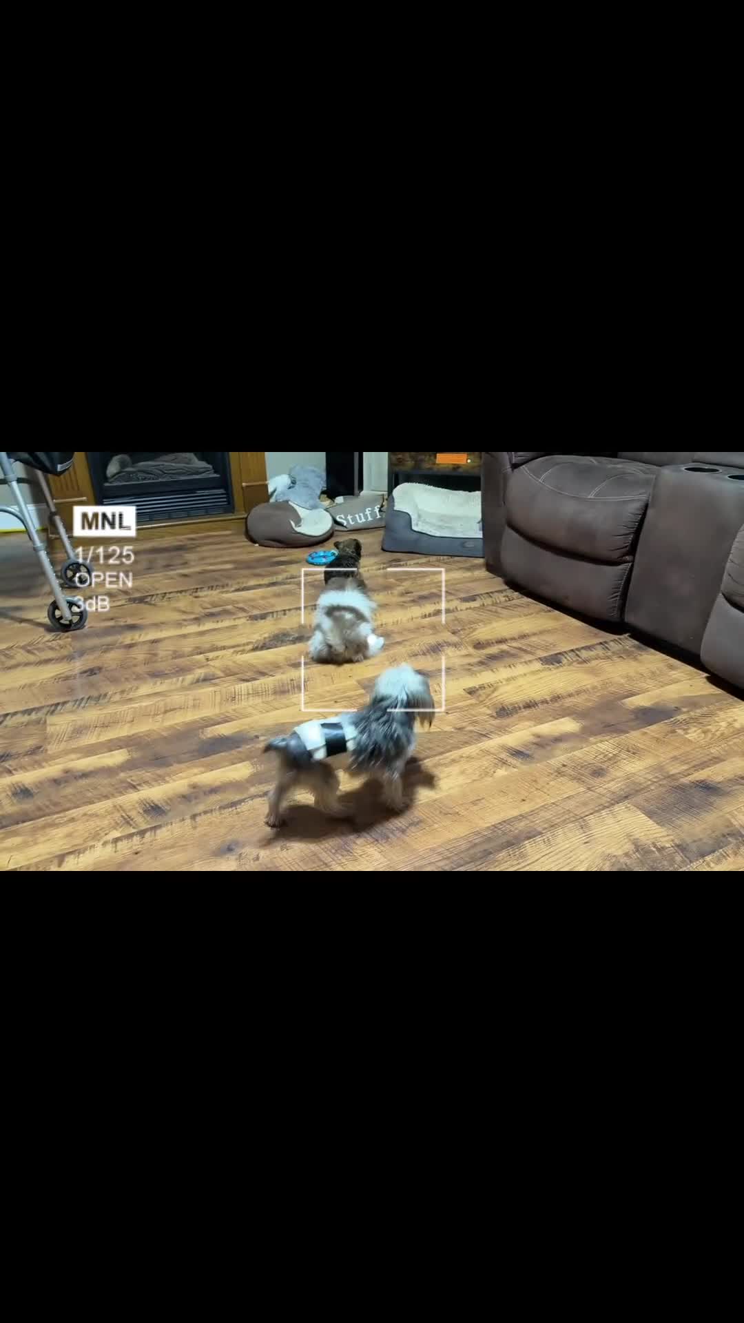 Mixed Breed dogs for sale: Mixed Breed Puppy 2 - Video 1