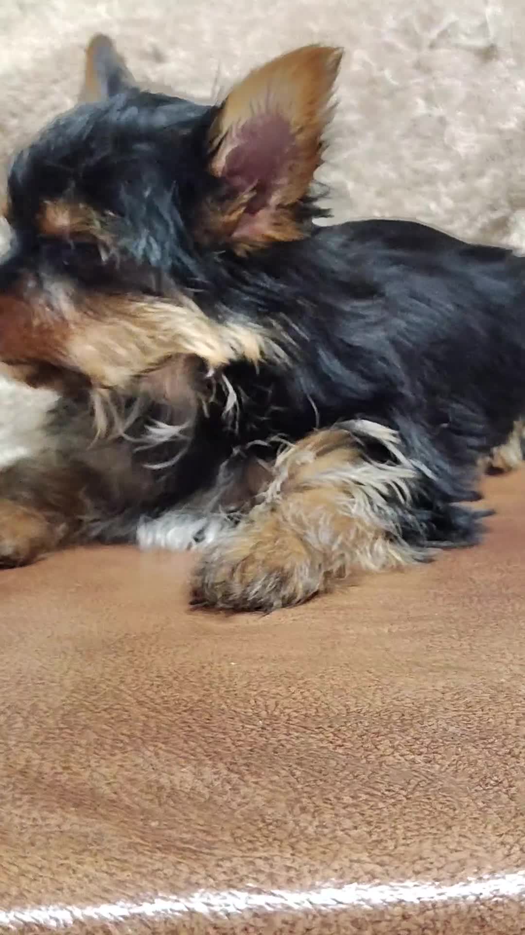 Yorkshire Terrier dogs for sale: Jiraiya - Video 1