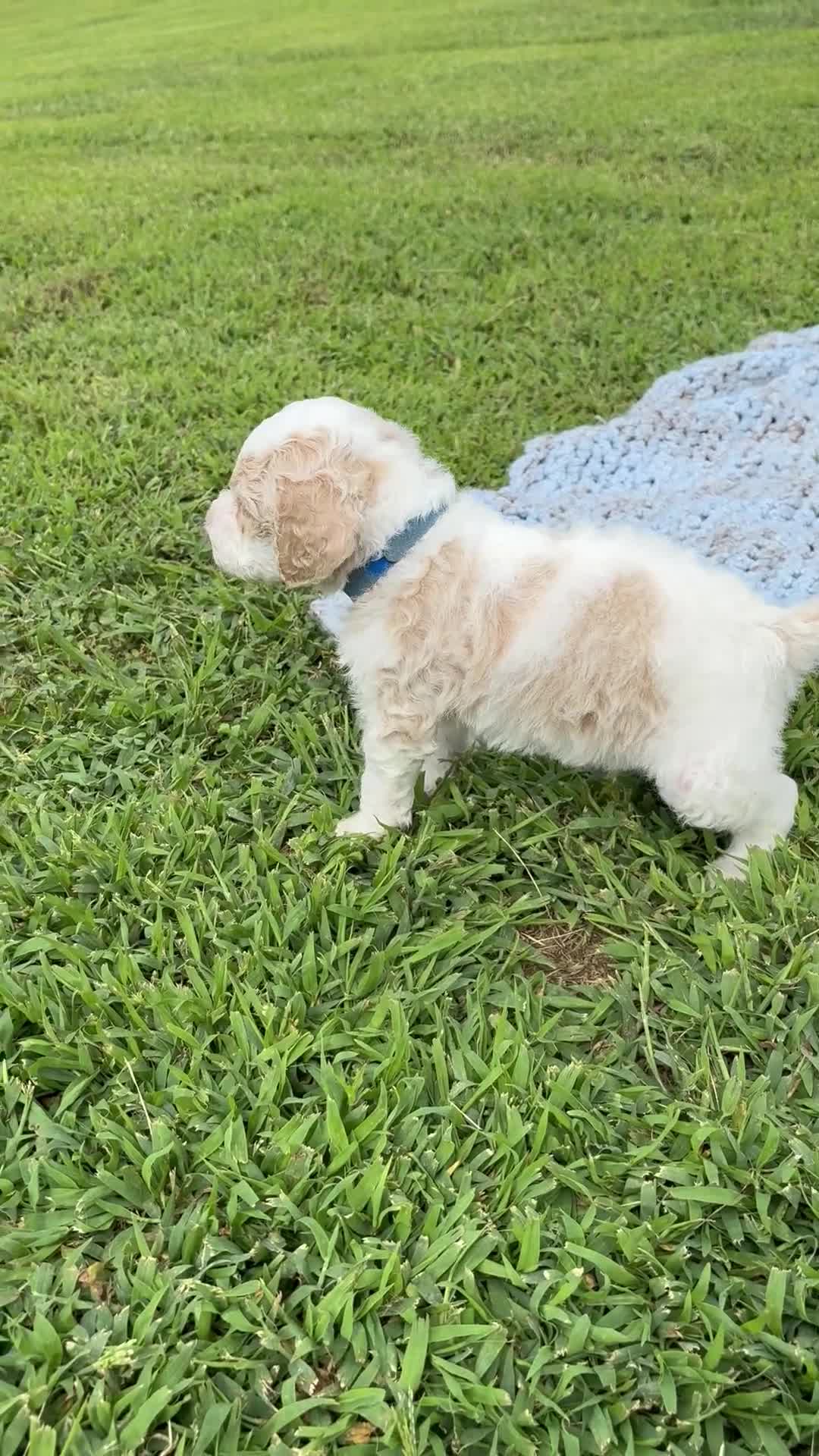 Standard Poodle dogs for sale: Navy blue collar - Video 1