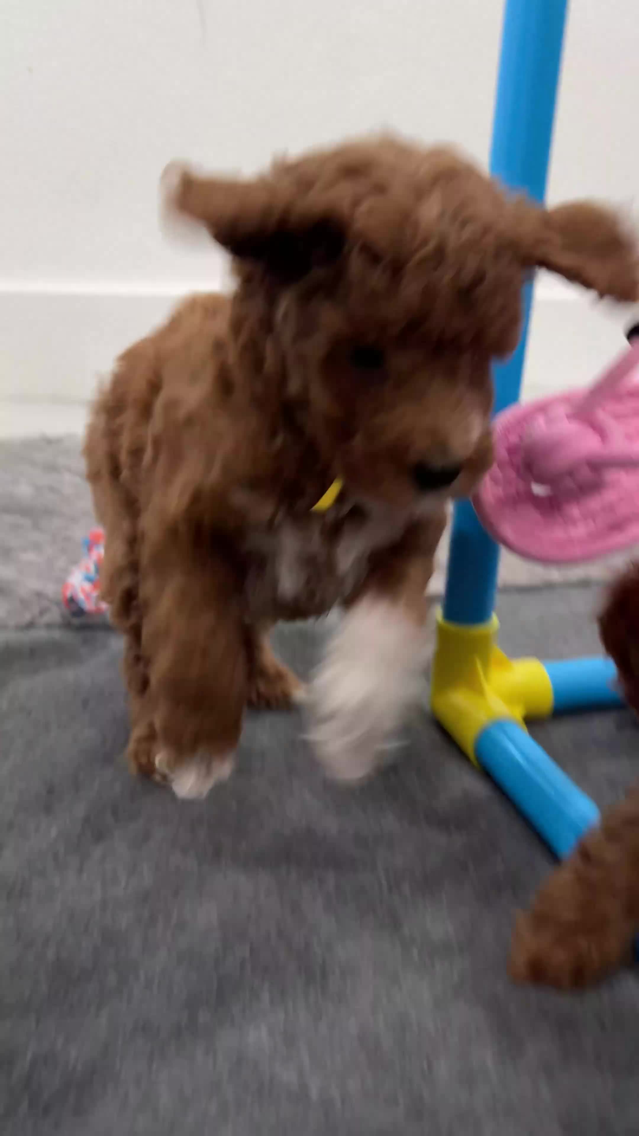 Mini Goldendoodle dogs for sale: Churro - Video 1