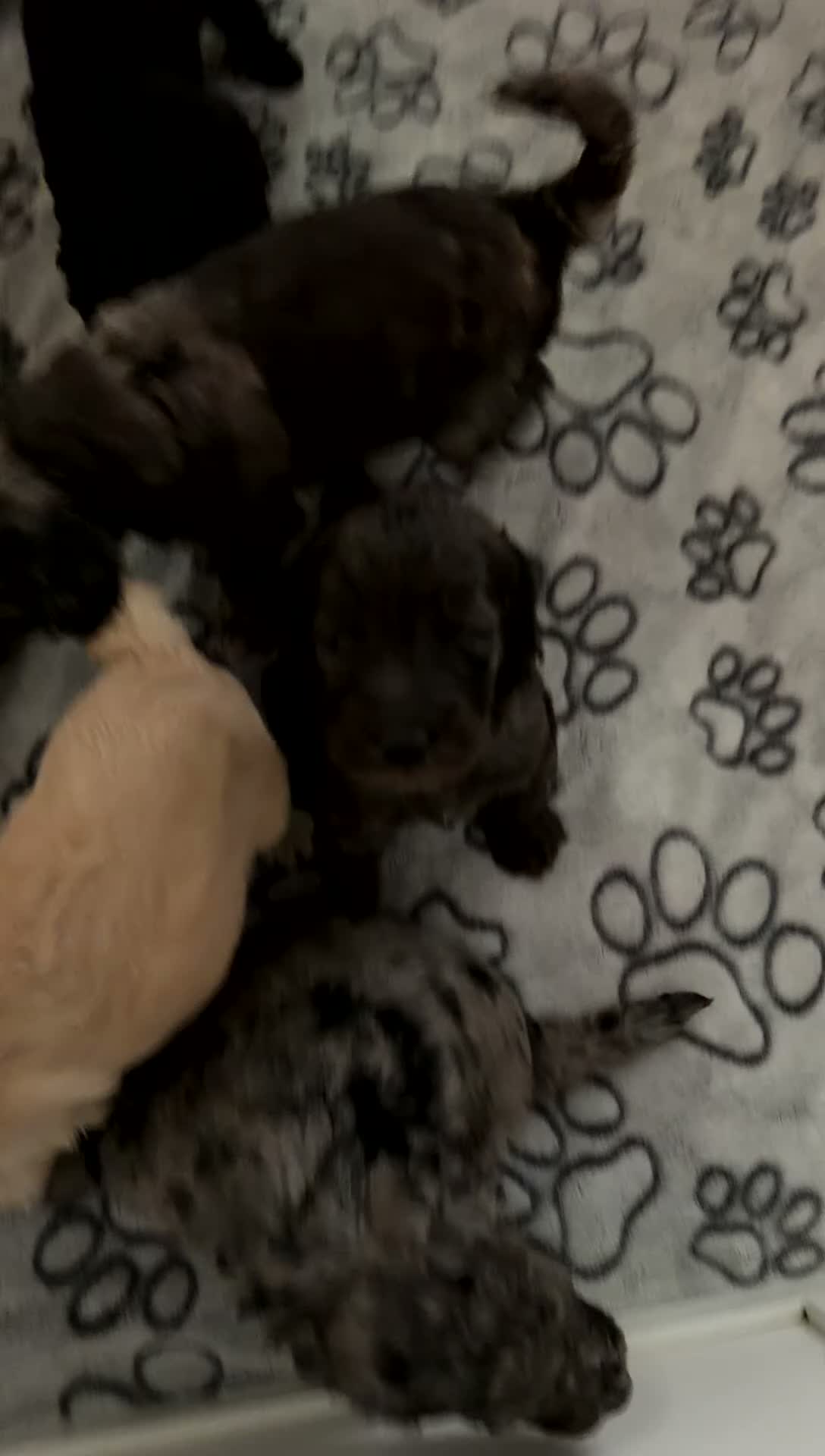 Labradoodle dogs for sale: Bruno - Video 3