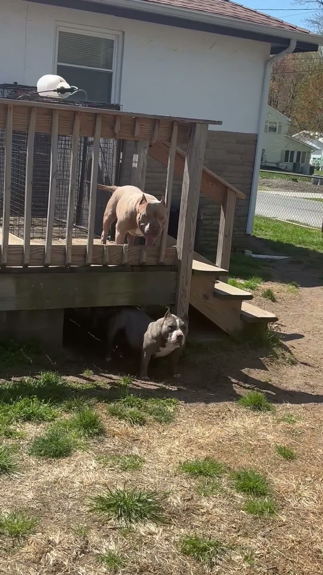 American Bully dogs for stud: Godzilla  - Video 2