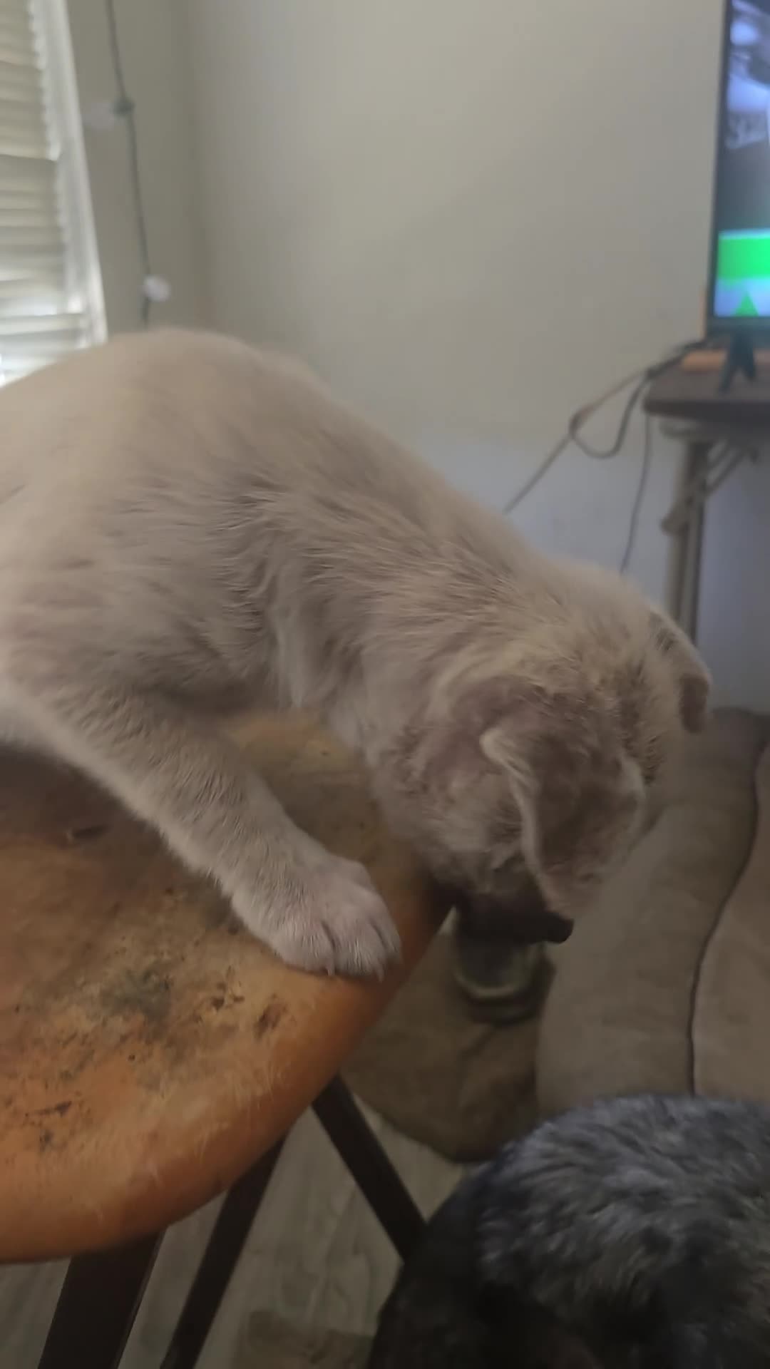 Mixed Breed dogs for sale: silver bear girl - Video 1