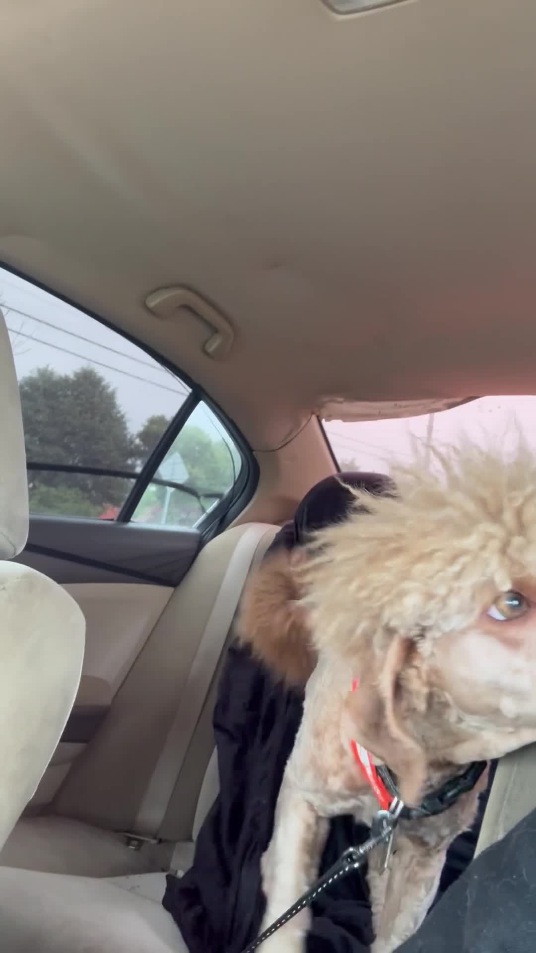 Miniature Poodle dogs for stud: Xylon - Video 1