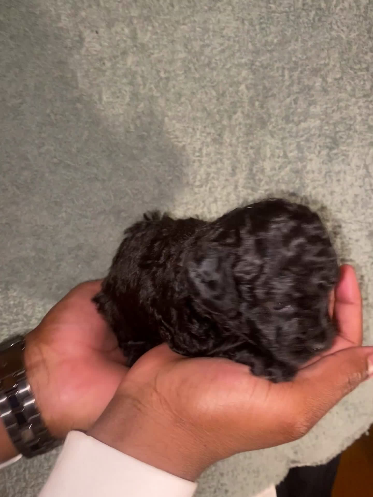 Shihpoo dogs for sale: Shihpoo Puppy 3 Golden - Video 2