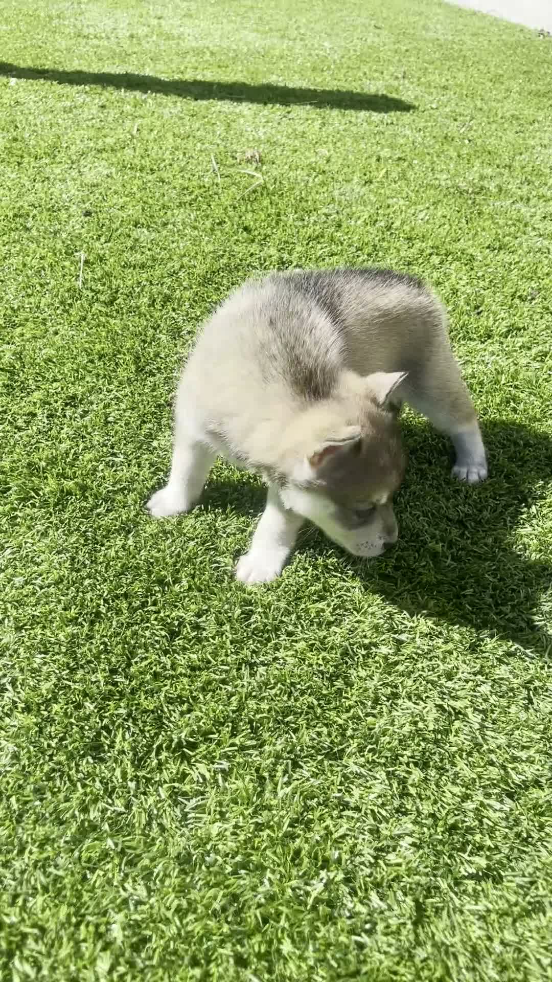 Alaskan Klee Kai dogs for sale: Rhaena - Video 1