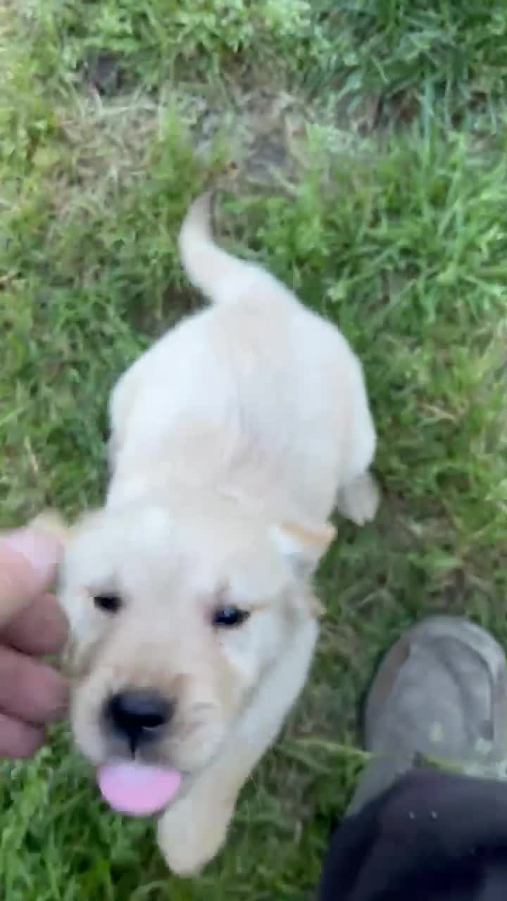 Golden Retriever dogs for sale: Max - Video 1