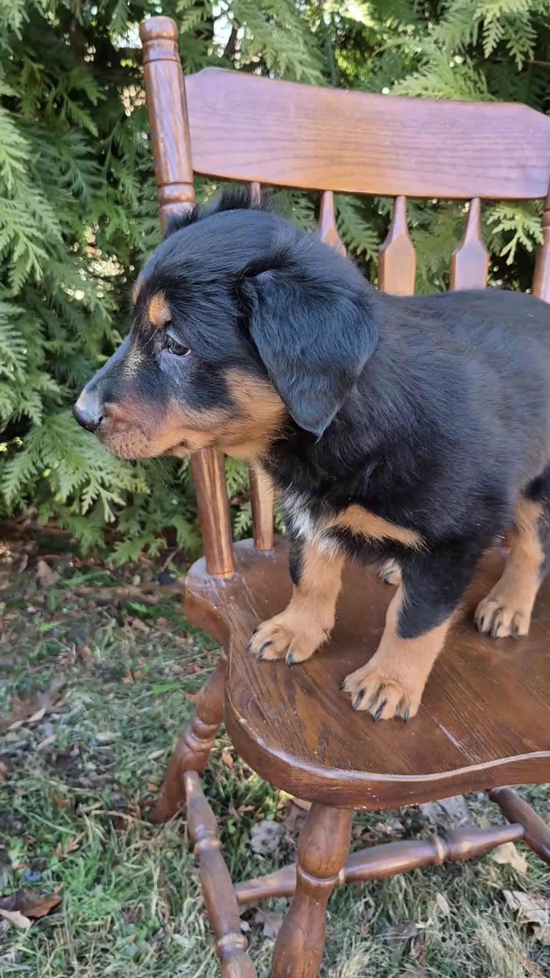 English Shepherd dogs for sale: English Shepherd Finn - Video 1