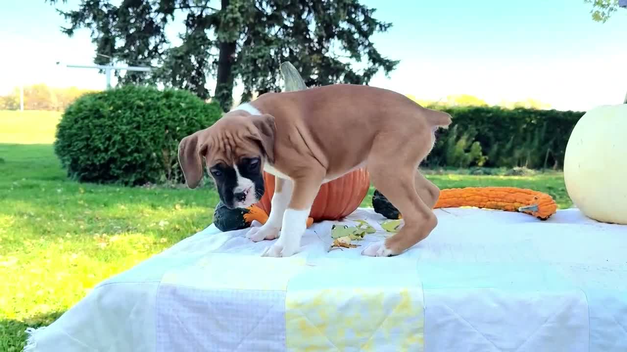 Boxer dogs for sale: Obee Boxer - Video 1