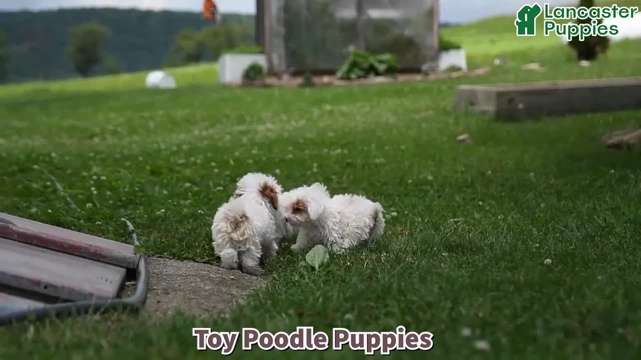 Toy Poodle dogs for sale: Sugar - Video 1