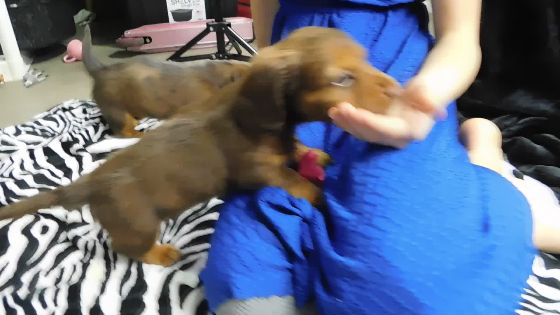 Miniature Dachshund dogs for sale: AKC Alice - Video 1
