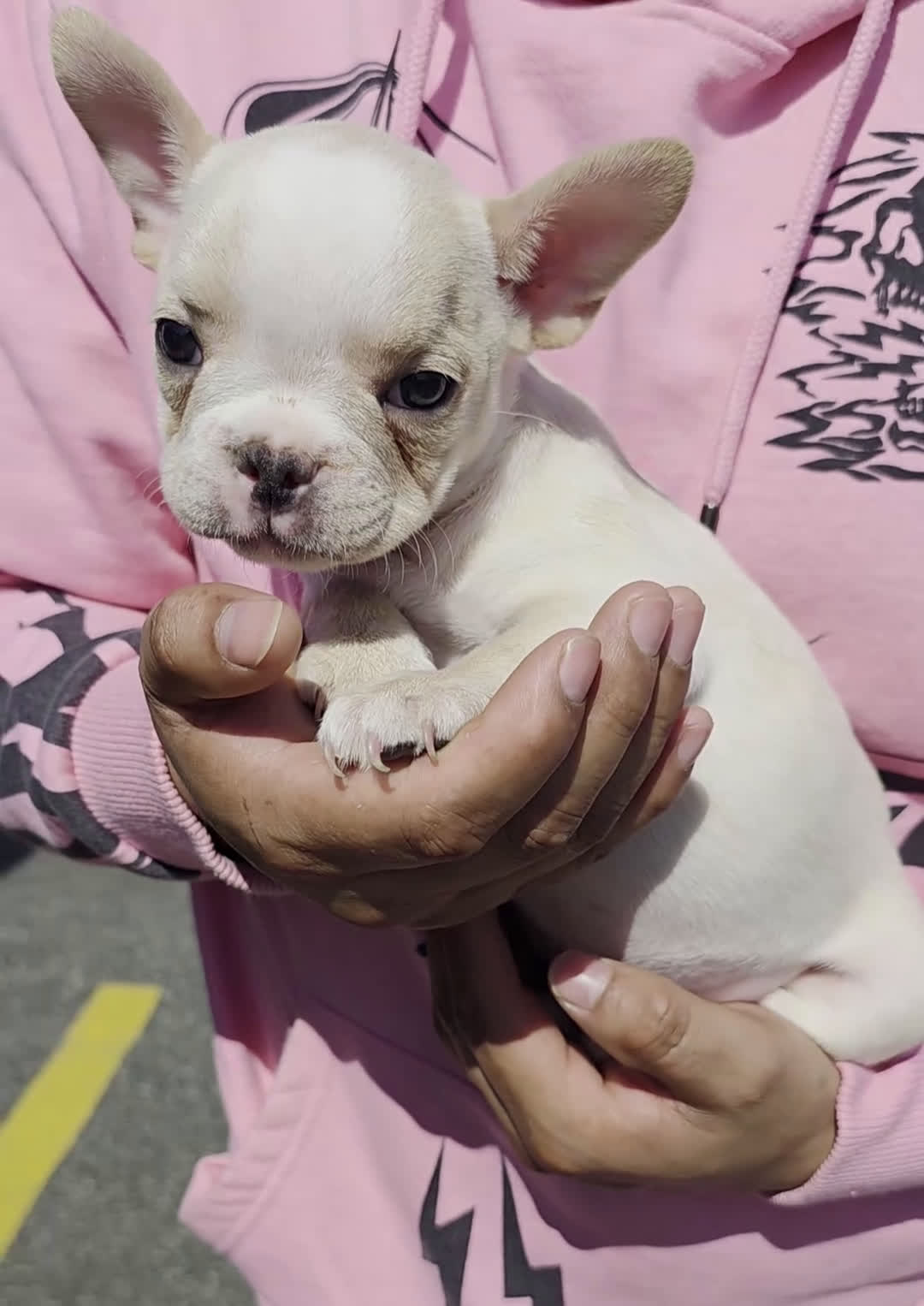 French Bulldog dogs for sale: French Bulldog Puppy 2 - Video 2