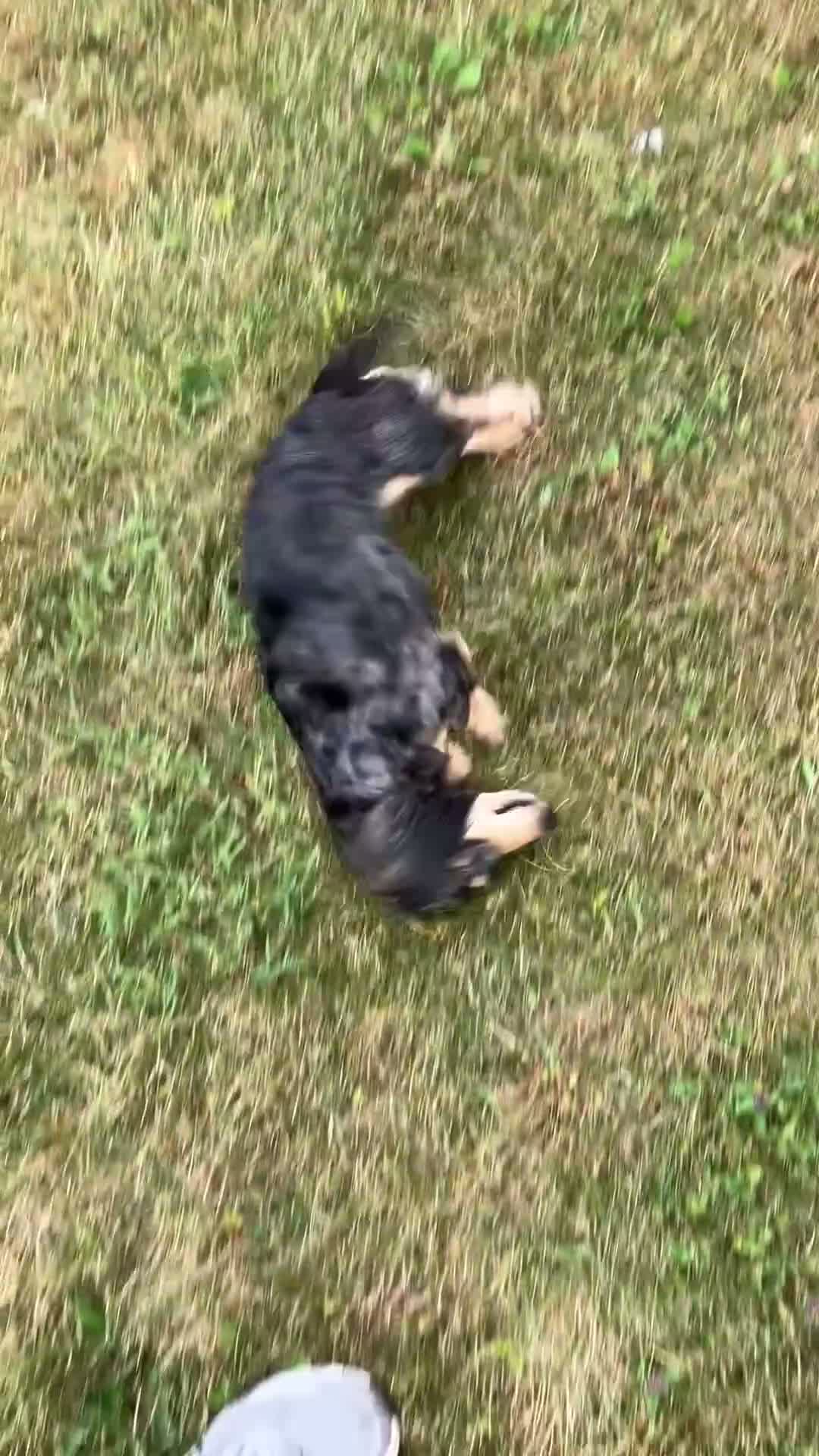 Miniature Dachshund dogs for sale: DAWWG POUND’S POCKET-SIZED QB - Video 3
