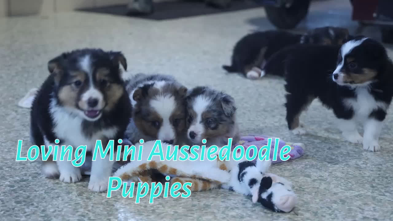 Mixed Breed dogs for sale: Buster - Video 1