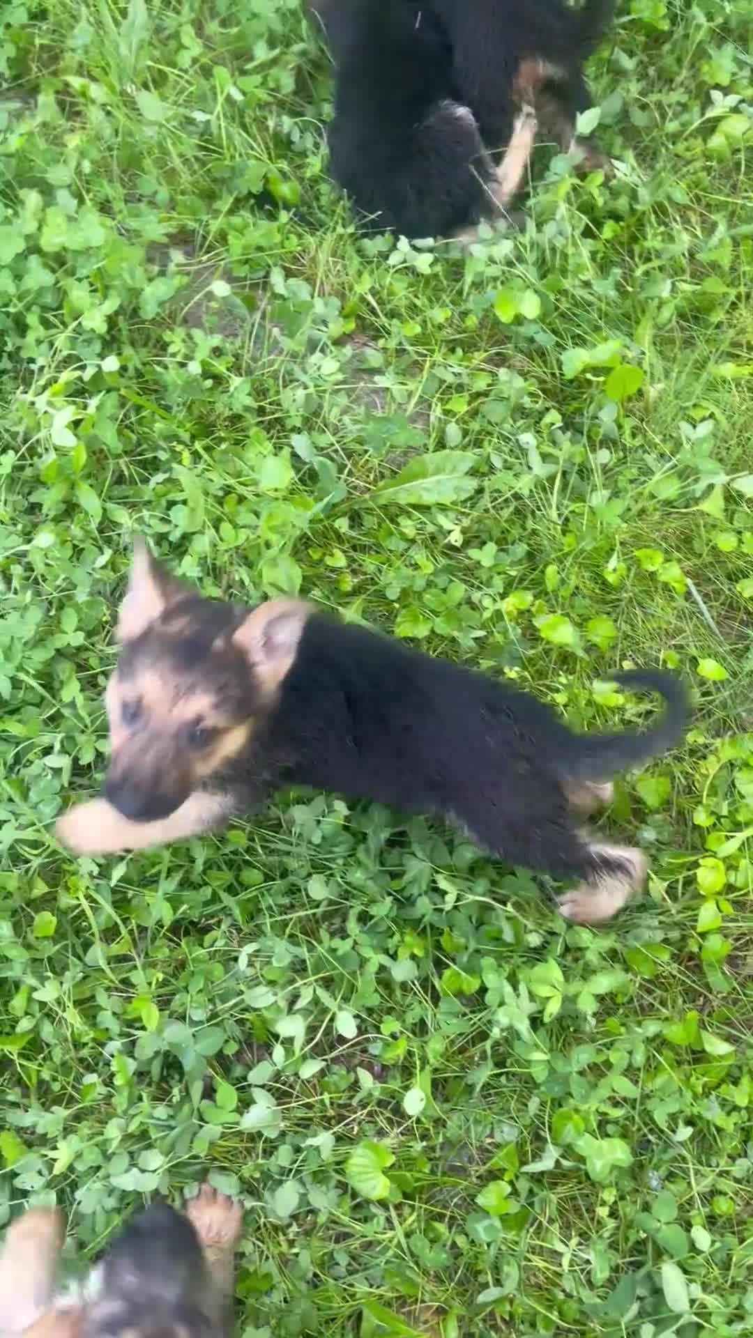 German Shepherd dogs for sale: Lulu - Video 1