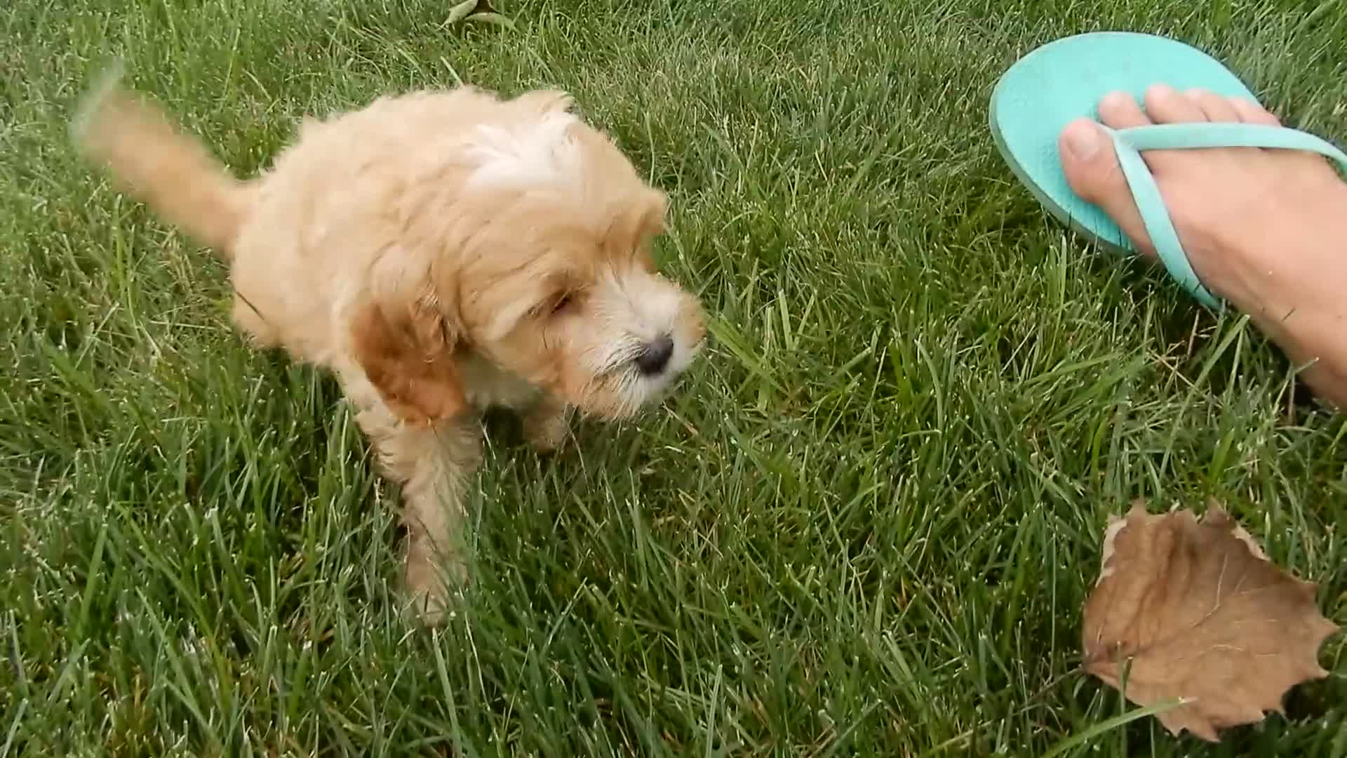 Cavapoo dogs for sale: Shawn - Video 1