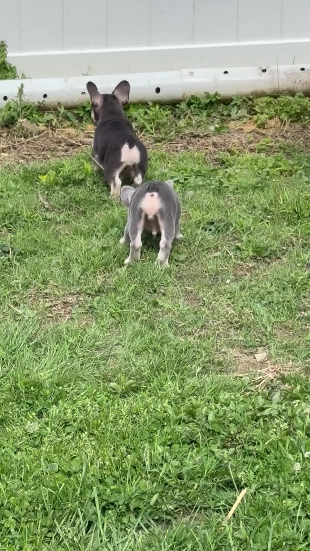 French Bulldog dogs for sale: Kevin Hart - Video 1
