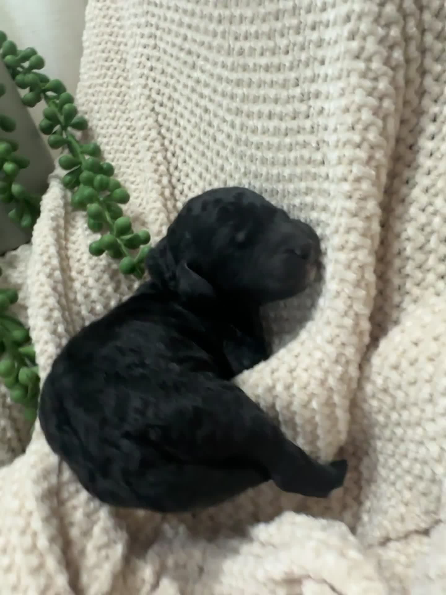 Goldendoodle dogs for sale: Onyx 🧡 - Video 2