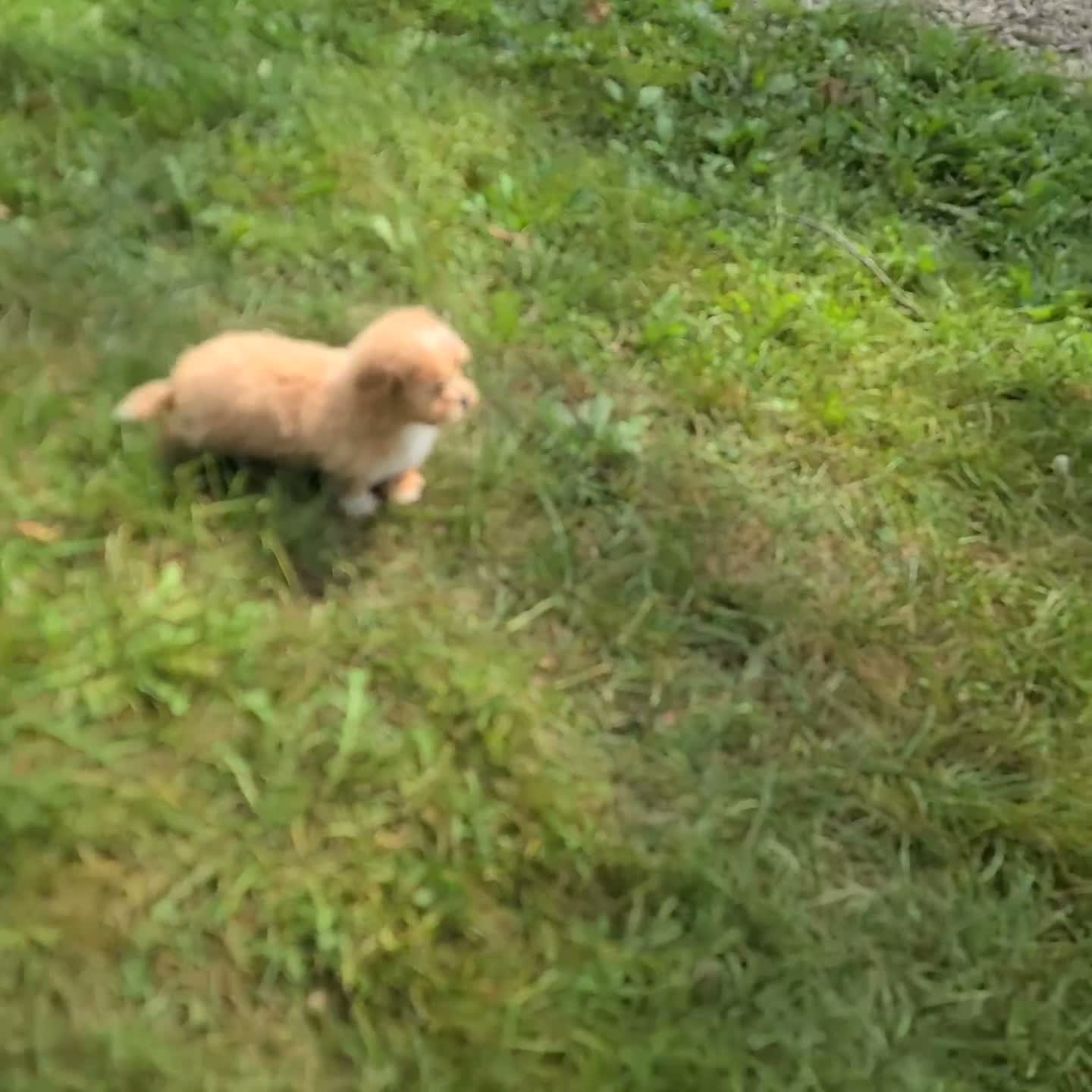 Shihpoo dogs for sale: Quinton - Video 1