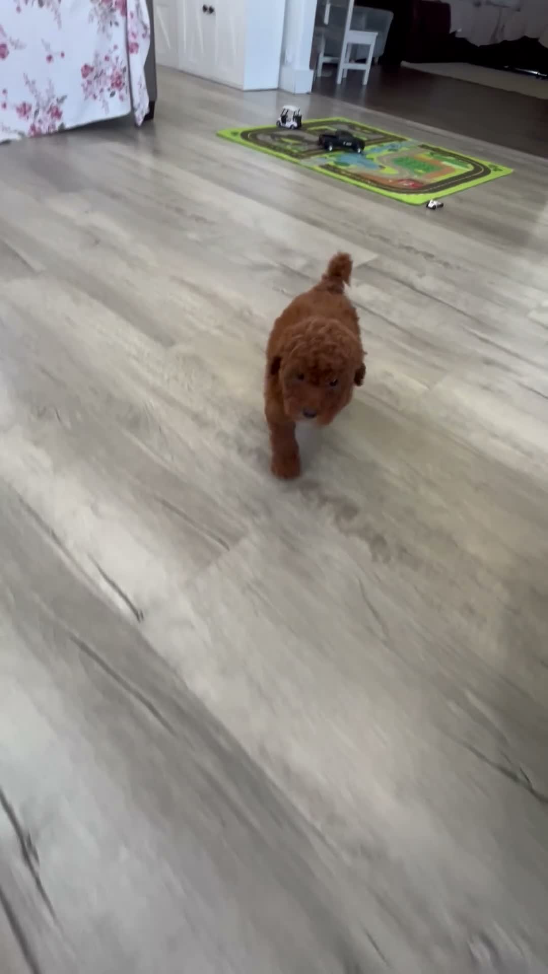 Mini Goldendoodle dogs for sale: Tate - Video 1